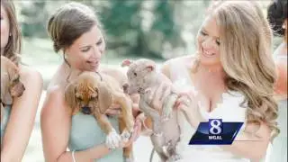 Lancaster County bridal party poses with puppies!