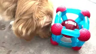 Brinquedo Liberador de Petiscos C&atilde;es Kong Rewards Tinker