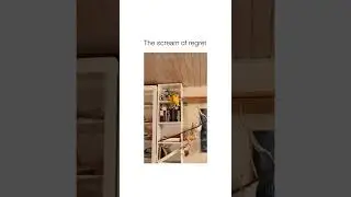 Parrot Scream of Regret | #shorts #animals #cute