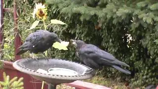 9/8/2016 Woody and Cassius Crow