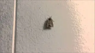 Moth walking up wall