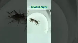 Ultimate Cricket Fight: Who Will Win? #shorts#cricketfight#cricketbattle#bugbattles#insectfight
