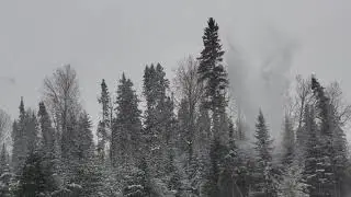 Un arbre qui marche