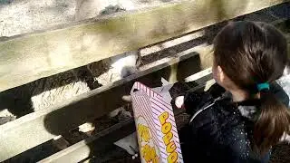 Popcorn park
