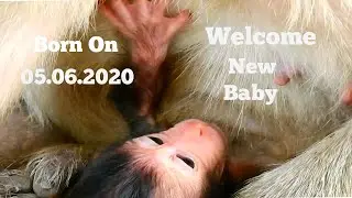 Welcome!!, New​ Cute Baby Newborn Monkey Was Born On 05.06.2020,Baby Brittany, Updated New baby 02