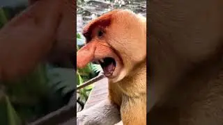 Proboscis Monkey Amazing Video (Funny)