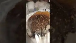 Infinite pancake glitch 🤯