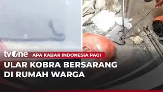 Merinding, Sembilan Anak Kobra Ditemukan Dalam Kamar di Tuban | AKIP tvOne