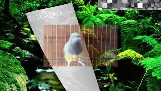 #terapi sekaligus masteran cucak cungkok di jamin burung gacor 100% anti zong