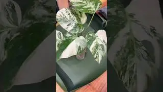 Rempotage d&rsquo;une bouture de Monstera Variegata 💚🤍