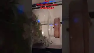 #bobduggie0 #kickstreaming #plants #terrariumlife
