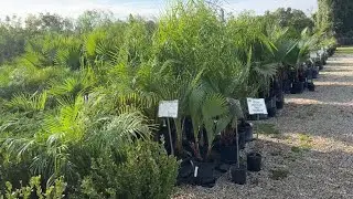 Покупайте БОЛЬШЕ пальм в садовом центре! 😱🌴