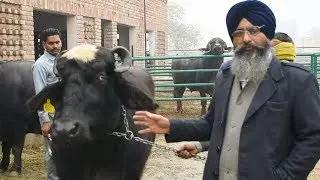 Ravi buffalo breed from Pakistan at Badal Farms Punjab