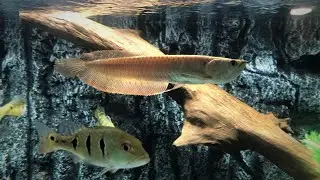 SILVER AROWANA Growth Rate over 6 Months |  LIVE FEEDING