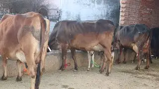 ملک رحمان سیالکوٹ 6 خوبصورت گائے 2 جھوٹیاں دستیاب 23 فروری 2025 Farming and Business Ideas