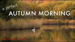 Nature's Art, Autumn Wildlife and Landscape Photography | Hokkaido, Japan