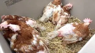 We rescued some ex-battery chickens.
