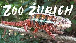 Zoo Zurich - Switzerland 2018