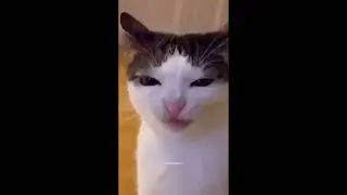 cat making checkout noises or something idk