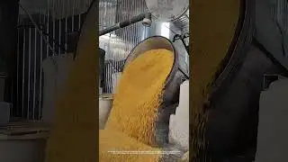Process Of Pouring Fermented Corn Distillers' Grains !