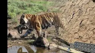 Tiger Canyon - A dream safari never to be forgotten.