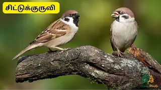 சிட்டுக்குருவி || Sparrow || Weaver Bird || Sparrow Facts in Tamil #tamil #birds #learning