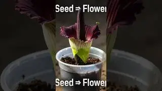 The Smelliest Flower in the World 🌺 | Corpse Flower Bloom Timelapse 😱