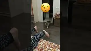 Cute Cats Gone Wild 😹✨  The Funniest Furry Chaos Ever! #FunnyCats