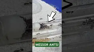 Quick MESSOR BARBARUS ANT COLONY Update! 🐜