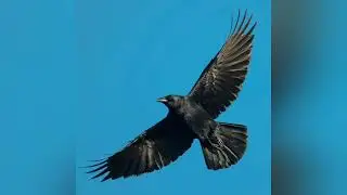 Crow: The Smartest Bird in the World | Full Docum