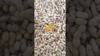 Uzbek Peanuts Ready for Export to Pakistan | Shurchi Orchard Harvest 2025 #shorts #ytshorts