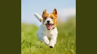 Gentle Tunes for Dog Relaxation