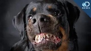 Are Some Dog Breeds More Aggressive?