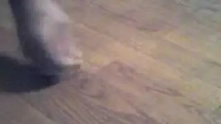 Bumbing Bug