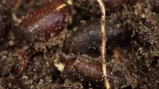 Bellotas (landras) para plantar quercus robur 02