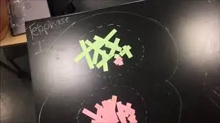 Meiosis of the Parent Reebop