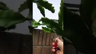 How I prune the Dragon Fruits!