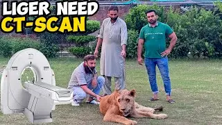 Liger ka CT-Scan Karwany ki Zrorat Par Gai🩻🏥