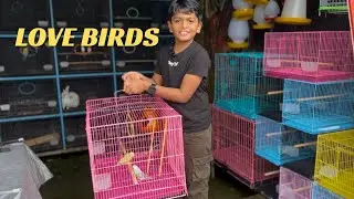❤️ Getting our first Love Birds 💕| pet shop visit in Kottayam, Kerala (India)