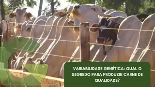 VARIABILIDADE GENÉTICA: QUAL O SEGREDO PARA PRODUZIR CARNE DE QUALIDADE?