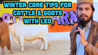 WINTER CARE TIPS FOR CATTLE & GOATS WITH LEO AT ZARRAR CATTLE FARM | CATTLE MARKET KARACHI