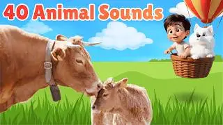 Animal Sounds for Toddlers (40 Amazing Animals)