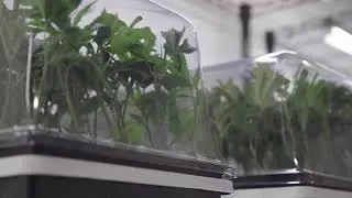 Genesis Grow Corp