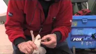 Alan Yates on disgorging sea fish