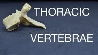 Thoracic Vertebrae | Anatomy | Bangla