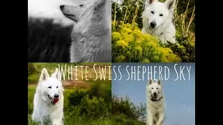 White Swiss shepherd Sky, 14 months - tricks and fun