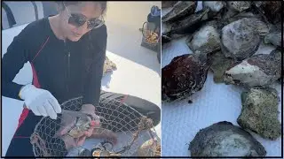 Oyster Shucking