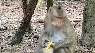 Breaking Heart Need Urgent Help Abandoned Baby Calvin Very Weak, Casi Reject Milk Baby Monkey Calvin