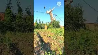 Real fun #fun #funnycat #realfun@