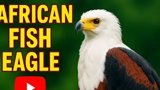 THE AFRICAN FISH EAGLE